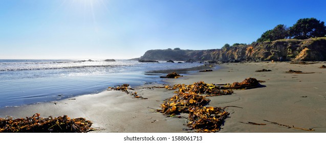 Brown Algae (Phaeophyceae) On The Sandy Beach, Pacific Coast, Cambria, California, United States