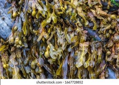 Brown Algae Seaweed, Close-up View