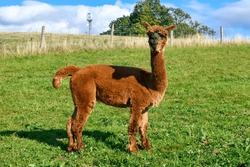 A Brown Alpaca In A Field On A Sunny Day. His Tail Is Up And He Is Looking At The Camera. 