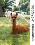 Brown alpaca in herd of alpacas