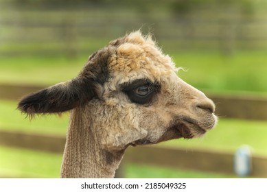 A Brown Alpaca On A Farm In Oak Bluffs Massachusetts On Martha's Vineyard On Sunny Day.