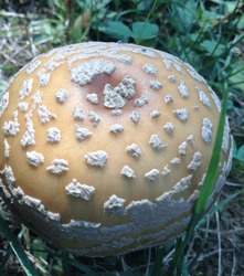 A Brown Amanita Mushroom Closeup