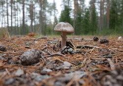 Brown Amanita Mushroom In The Forest