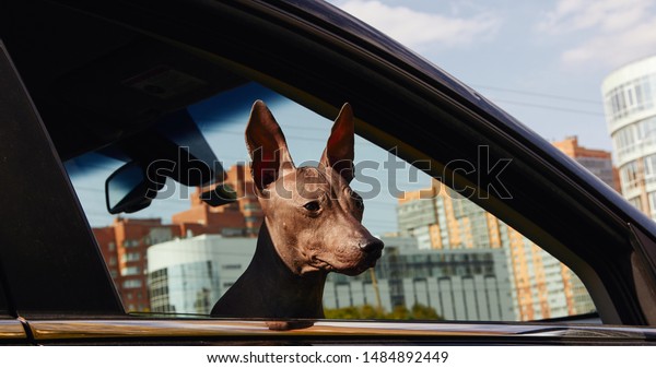 Brown American hairless terrier puppy rides\
and sitting on passenger seat in the black car and looks to the\
street through open window in sunny day with buildings and blue sky\
and clouds on background