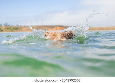 Brown American Pit Bull terrier dog playing fetch with toy in water at beach - Powered by Shutterstock