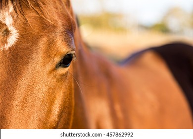 Brown American Quarter Horse