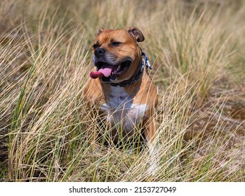 Brown American Stafford Bull Terrier Dog With White Spots And A Blue Collar Is Sitting Down To Rest And Looks Happy With His Tongue Out During A Walk In The Dunes