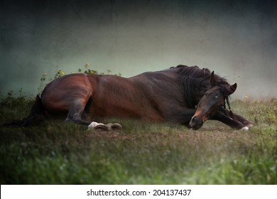 brown Andalusian horse lies near the wall