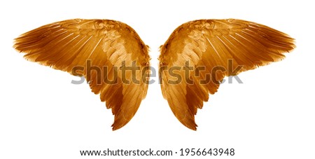 Brown Angel wings an isolated on white background