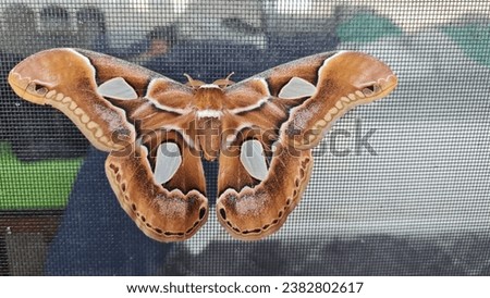 brown animal butterfly lit at night beautiful natural