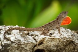 Brown Anole - Anolis Sagrei Also Cuban Brown Or De La Sagra Anole, Lizard In Dactyloidae, Native To Cuba And Bahamas, Widely Introduced In Florida, Hawaii, Caribbean Islands, Mexico, Taiwan.