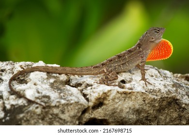 Brown Anole - Anolis sagrei also Cuban brown or De la Sagra anole, lizard in Dactyloidae, native to Cuba and Bahamas, widely introduced in Florida, Hawaii, Caribbean islands, Mexico, Taiwan.