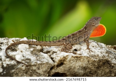 Brown Anole - Anolis sagrei also Cuban brown or De la Sagra anole, lizard in Dactyloidae, native to Cuba and Bahamas, widely introduced in Florida, Hawaii, Caribbean islands, Mexico, Taiwan.