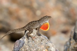 The Brown Anole (Anolis Sagrei) Is Inflating Its Throat