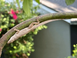 A Brown Anole Hangs Upside Down From A Branch Of A Hass Avocado Tree, With A Begonia Bush And A House In The Background.