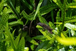 A Brown Anole Lizard (Anolis Sagrei) On A Leaf With A Green Background In Kauai, Hawaii, United States.
