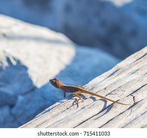 Brown Anole Lizard On The Bank Of Choctawhatchee Bay:  Brown Anole Lizard On The Bank Of Choctawhatchee Bay In Ft. Walton Beach, Florida.