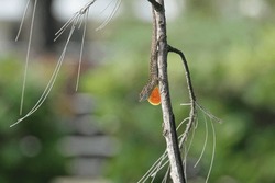 Brown Anole Lizard With Orange Dewlap On A Branch                               