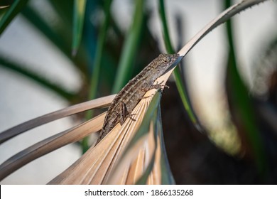 Brown Anole On Top Of Dried Fan Palm Leaves