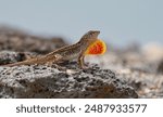 A brown anole showing his dewlap on Maui, HI