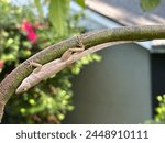Brown Anole upside down on a Hass Avocado tree branch, begonia bush and house in the background.   