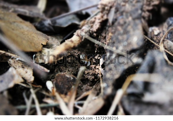 Brown ants\
are collecting white eggs on dried\
leaves