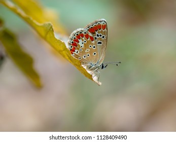 Brown Argus butteffly, Aricia agestis.