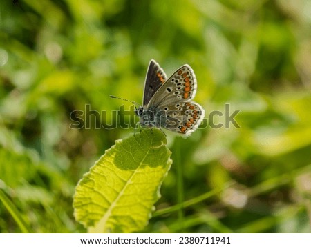 Brown Argus Butterfly on a Leaf Stock photo © 