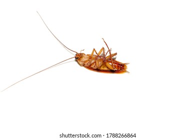 Brown Asian Cockroach, Easy To Sleep On, Isolated On White