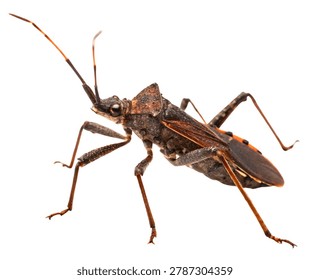 Brown Assassin Bug Insect Macro Photography, Predatory Long Legged Bug Species Isolated on White Background