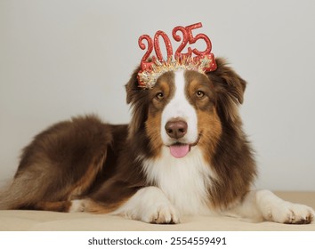 Brown Australian Shepherd - Aussie lies on sofa and wears a red headband with the numbers 2025. A greeting card with happy dog. Pets celebrate New year and Christmas concept - Powered by Shutterstock