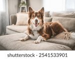 A brown australian shepherd dog indoor on the living room