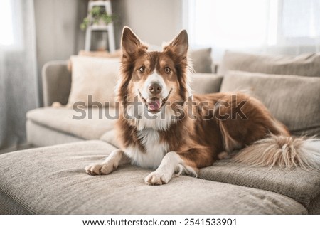 Similar – Image, Stock Photo Australian Shepherd animal portrait