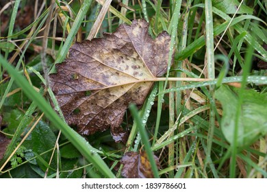 Brown Autumn Leaf Decaying On Wet Rain Soaked Grass, Close-up View From Above