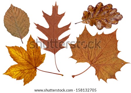 Brown autumn leaves
