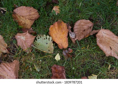 Brown Autumn Leaves Lying On Wet Rain Soaked Grass, View From Above