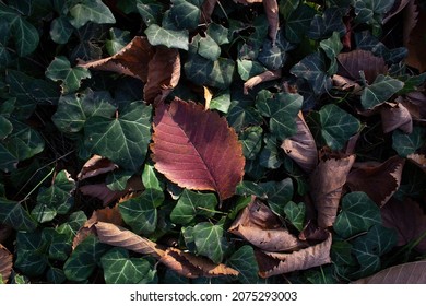 Brown Autumnal Tree Leaves On Green Ivy Plant Into City Park 