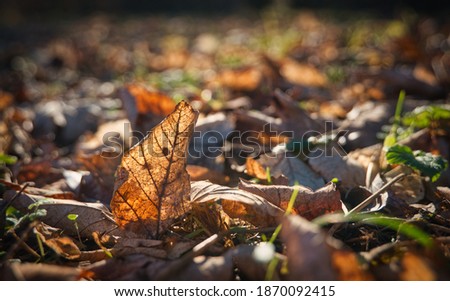 Brown Autumnleaves in the sunset