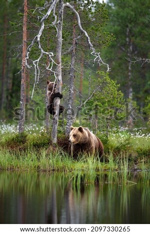 Similar – Braunbär Abenteuer