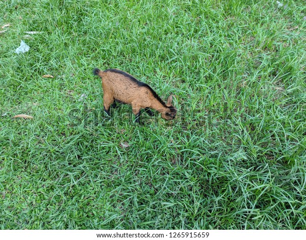 brown baby goat in an urban farm by a\
car eating green grass in tropical south east Asia\

