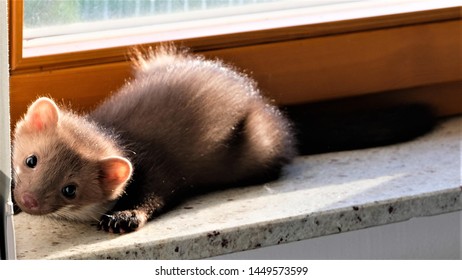 Brown Baby Marten / Marder Sitting And Chilling At A Window, Closeup