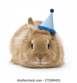 Brown Baby Rabbit With A Blue Birthday Hat On White Background