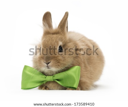brown baby rabbit with a green bow on white background
