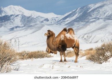 3,453 Camel snow Images, Stock Photos & Vectors | Shutterstock