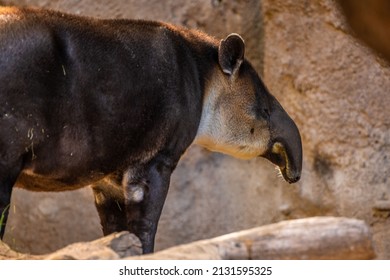 A Brown Baird Tapir In Tucson, Arizona