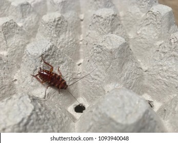 Brown Banded Cockroach Find Food On Egg Panel Paper. An Insect Are Dirty And Has A Disease.