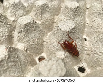 Brown Banded Cockroach Find Food On Egg Panel Paper. An Insect Are Dirty And Has A Disease.