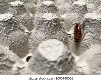 Brown Banded Cockroach Find Food On Egg Panel Paper. An Insect Are Dirty And Has A Disease.