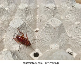 Brown Banded Cockroach Find Food On Egg Panel Paper. An Insect Are Dirty And Has A Disease.