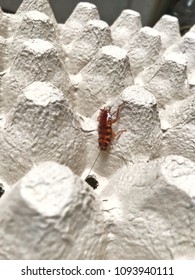 Brown Banded Cockroach Find Food On Egg Panel Paper. An Insect Are Dirty And Has A Disease.